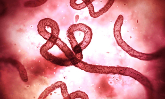 Dịch Ebola diễn biến khó lường, Sở Y tế Hà Nội yêu cầu kiểm soát chặt chẽ
