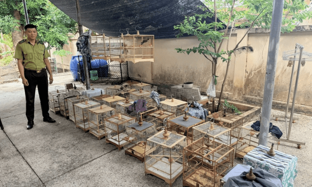 Lý do 35 con chim chào mào ở TPHCM bị tạm giữ