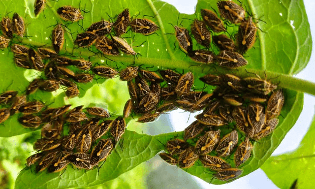Sáu người ở Thanh Hóa bị ngộ độc nghi do ăn bọ xít 