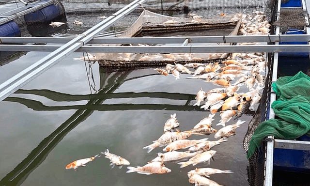 Hơn 150 tấn cá nuôi lồng bè ở hồ Trị An chết hàng loạt: Lấy mẫu cá, nước khu vực để làm rõ nguyên nhân