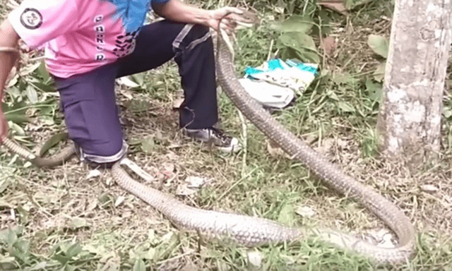 Clip: Dùng tay không bắt rắn hổ mang chúa dài 3,3m ẩn nấp trong bụi tre