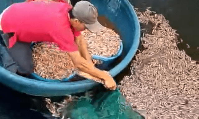 Hàng tấn tôm sắp thu hoạch bất ngờ chết trắng hồ ở Quảng Trị: Xuất hiện 1 chi tiết bất thường