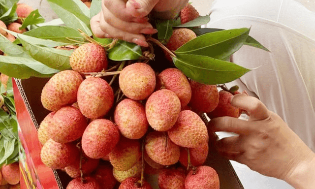 300.000 đồng/kg vải thiều tại vườn ở xã Nam Dương, tỉnh Bắc Ninh: Chủ vườn chia sẻ bất ngờ