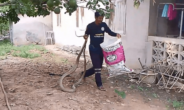 Clip: Dùng tay không bắt sống rắn hổ mang chúa 