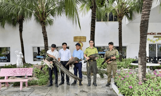Tin tức thời sự 24h: 4 chim công quý hiếm được người dân giao nộp ở TP.HCM