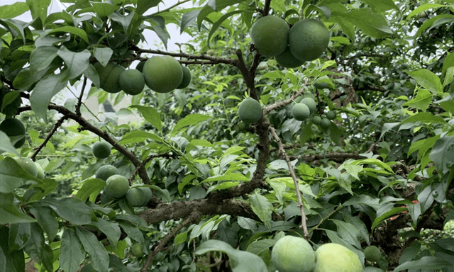 Loại trái cây đặc trưng mùa hè, nhiều người mê tít nhưng một số nhóm nên hạn chế ăn