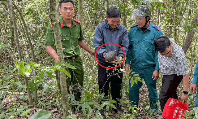 Tin tức thời sự 24h: Người dân phát hiện tê tê trên đường đi làm rẫy