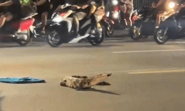 Clip: Thót tim cá sấu dài cả mét bò giữa đường ở Đồng Nai, người dân vây bắt nhanh nhưng nó rất hung dữ