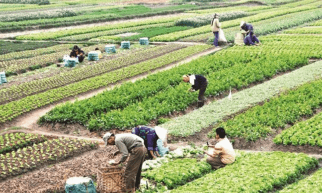 Căn cứ xác định số nhân khẩu được hỗ trợ khi thu hồi đất nông nghiệp