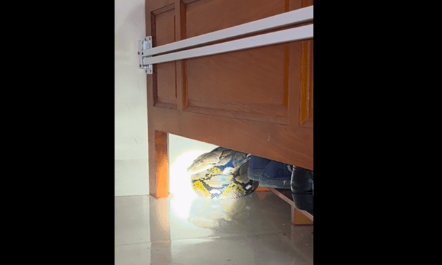 Nghe tiếng động lạ dưới gầm giường lúc 1h sáng, người đàn ông Khánh Hòa giật mình thấy trăn dài 3m