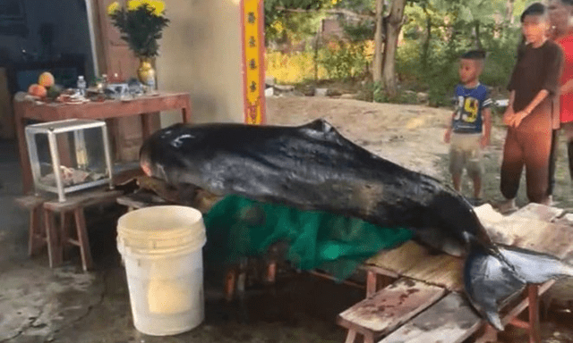 Cá voi dài 3m trôi dạt vào bờ ở Khánh Hòa, trên thân có nhiều vết thương
