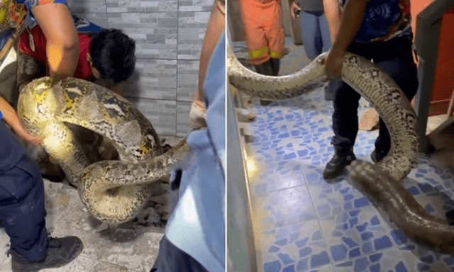 Bắt sống con trăn 