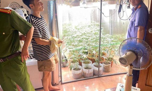 Hưng Yên: Công an phường Phố Hiến bắt giữ đối tượng trồng cây cần sa tại nhà