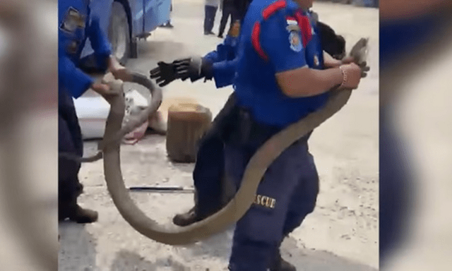Thót tim khoảnh khắc bắt rắn hổ mang chúa khổng lồ dài 3 mét ẩn nấp trong xe khách