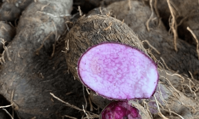 Không chỉ thơm ngon, loại khoai tím dân dã này còn là 
