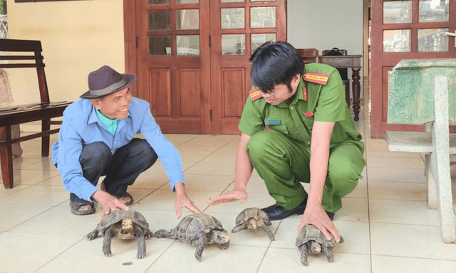 Tin tức thời sự 24h: Người dân giao nộp 4 cá thể rùa núi viền quý hiếm 