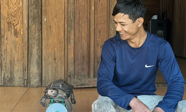 Phát hiện rùa núi vàng quý như 
