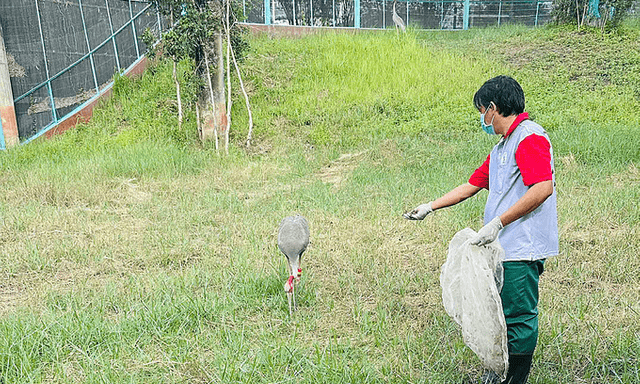 Thêm 6 sếu đầu đỏ từ Thái Lan sẽ được đón về VQG Tràm Chim: Di chuyển trên máy bay, đề nghị thông quan nhanh