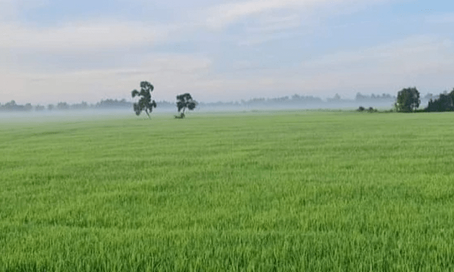Không trực tiếp sản xuất nông nghiệp có được mua đất trồng lúa?