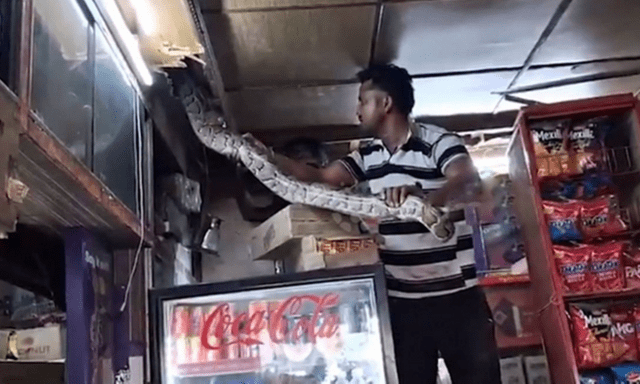Hốt hoảng phát hiện “quái vật” trên trần nhà, chủ cửa hàng tháo chạy giữa đêm