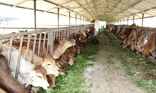 Mở trang trại chăn nuôi trên đất trồng cây, cần thủ tục gì?