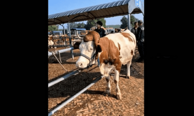 Con bò 4 tuổi nặng hơn 227 kg có 5 chân gây xôn xao, được trả giá tới 387 triệu đồng nhưng chủ nhân quyết không bán