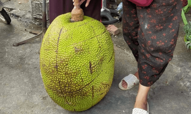 Cận cảnh quả mít nặng 53kg ở Lạng Sơn, cả chợ đổ đến xem, bổ ra ai cũng bất ngờ