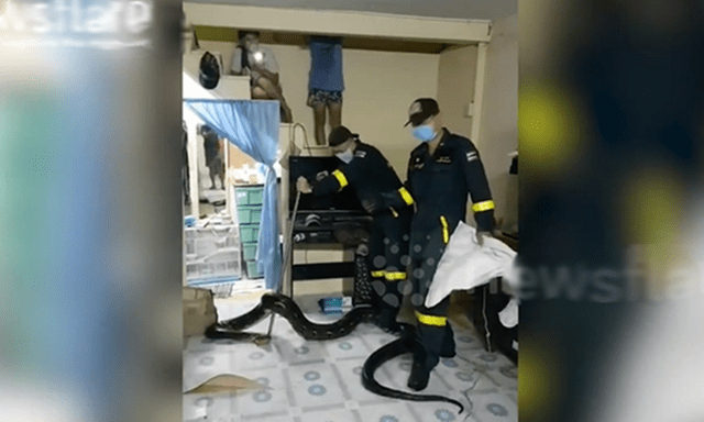 Gia đình đang nằm nghỉ, tá hỏa phát hiện sinh vật dài 3 mét lừ lừ bò ra từ gầm tủ phòng khách