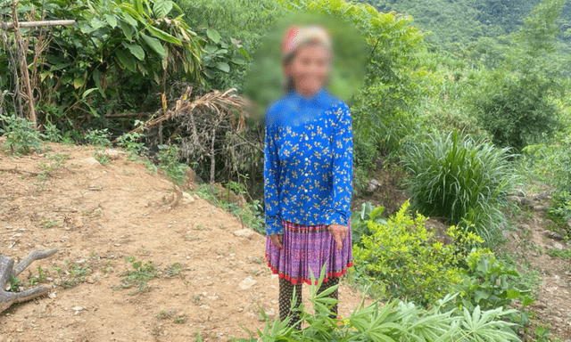 Phát hiện 62 cây cần sa trong vườn, nương nhà người phụ nữ 68 tuổi ở Lào Cai