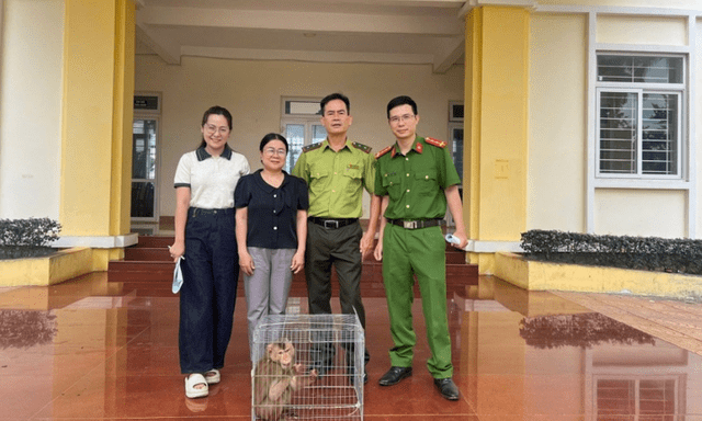 Tin tức thời sự 24h: Người dân giao nộp khỉ vàng quý hiếm cho công an