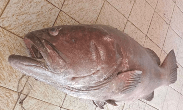 Ngư dân bắt trúng cá mú 
