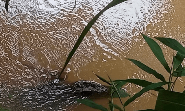 Đồng Nai: Người dân phản ánh thấy cá thể lạ nghi cá sấu, chính quyền vào cuộc xác minh, tìm kiếm 