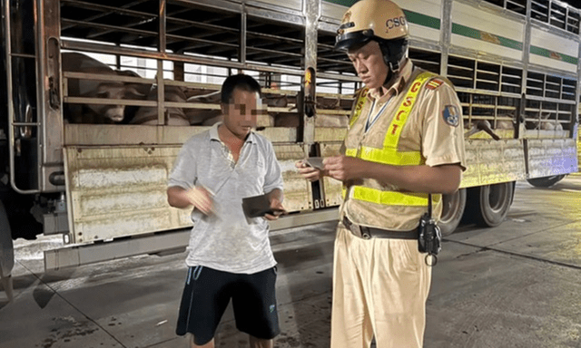 Phát hiện 201 con heo dương tính với chất cấm trên đường vận chuyển vào TP.HCM