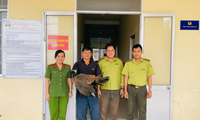 Hy hữu: Chim công Ấn Độ nặng 5kg “đi lạc” vào chuồng vịt, được trả 5 triệu đồng vẫn không bán