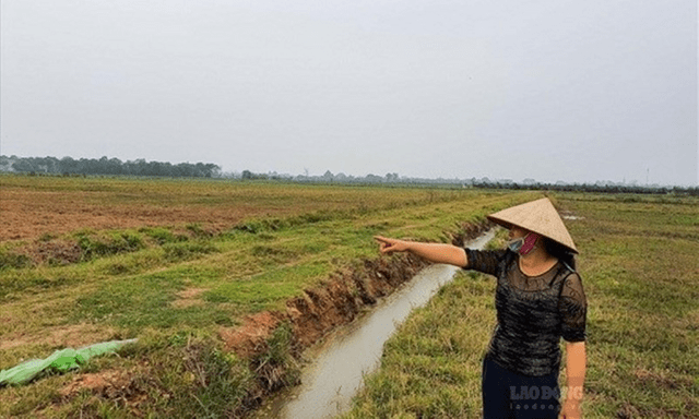 Sau dồn điền đổi thửa, có được chuyển đất nông nghiệp sang đất trồng cây lâu năm?