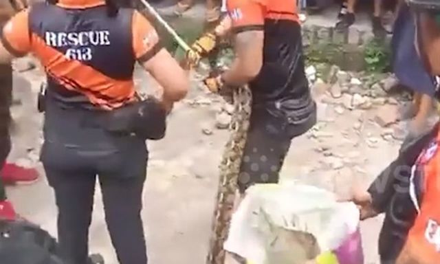 Học sinh la hét khi phát hiện trăn khổng lồ cuộn tròn trên trần lớp học