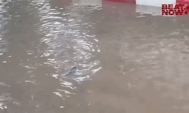 Bắt được cá 