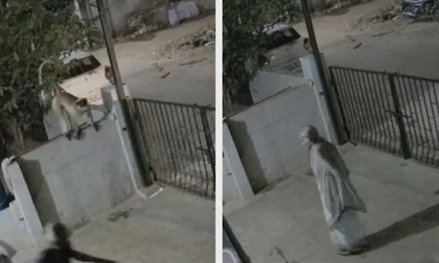 Camera ghi cảnh khỉ tấn công cụ bà 91 tuổi, nạn nhân qua đời sau một ngày