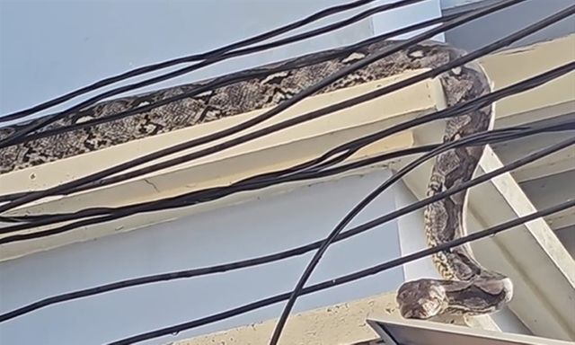 Trăn khổng lồ dài 4,5 mét bò lên mái nhà, gia chủ hốt hoảng gọi người bắt rắn