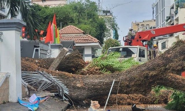 Sở GD&ĐT TP.HCM chỉ đạo quan trọng liên quan đến hệ thống cây xanh trường học
