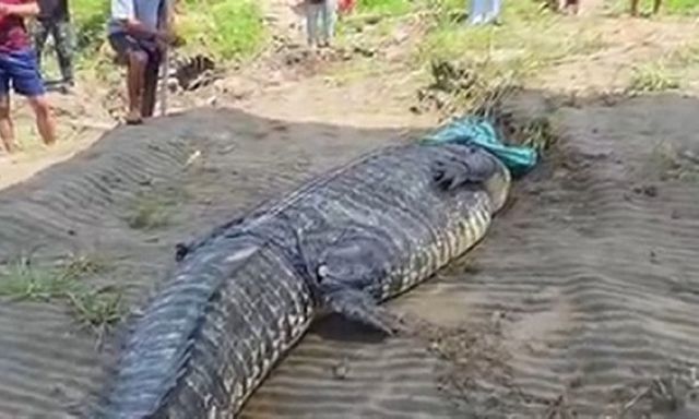 Người đàn ông ném đá cho cá sấu khổng lồ dài 7 mét nổi điên rồi dùng dây thừng bắt gọn con vật trên sông ở Indonesia