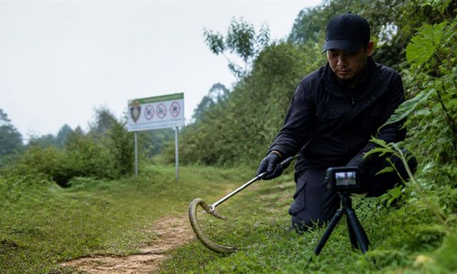 Săn bắt rắn hoang dã để quay video có bị xử phạt không?