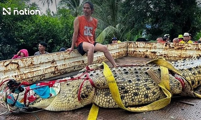  4 con cá sấu sổng chuồng giữa lũ lớn tại Thái Lan