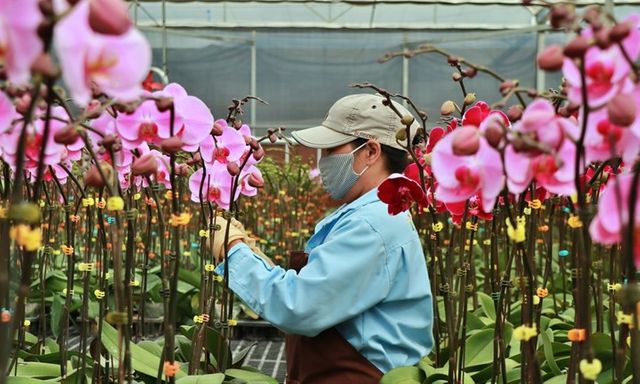 Nhập khẩu giống hoa phải thực hiện tự công bố thông tin, có đúng không?