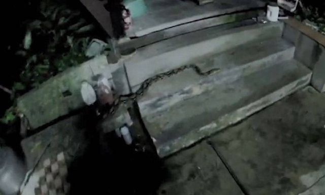 Bắt sống con trăn khổng lồ dài 3 mét, camera ghi lại khoảnh khắc thót tim