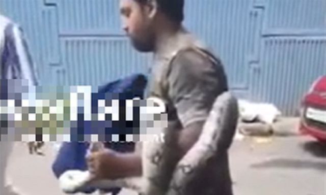 Mở nắp ca-pô ô tô, người dân hoảng hốt phát hiện trăn khổng lồ cuộn mình bên trong