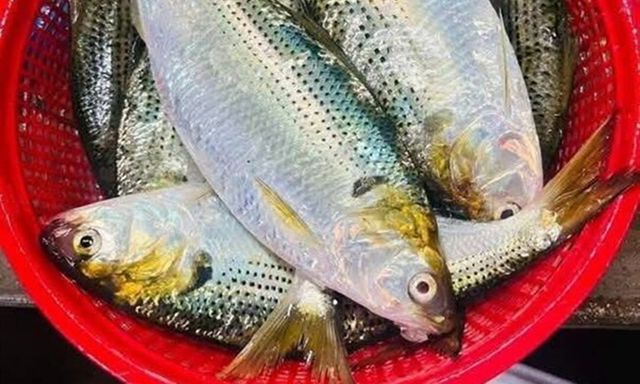 Loại cá bán đầy chợ Việt được mệnh danh là 