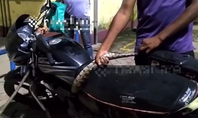 Người đàn ông tá hỏa phát hiện rắn độc từ trong xe máy đang chạy
