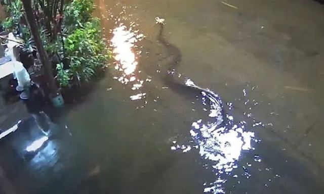 Trăn khổng lồ thong dong bơi trên con phố ngập lụt, camera ghi lại cảnh choáng ngợp