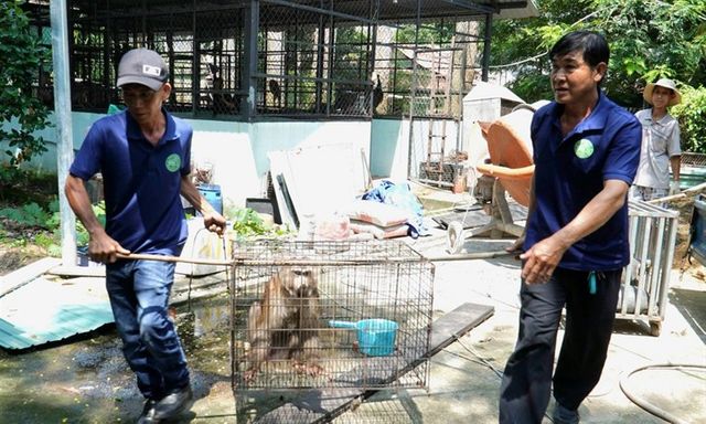 Toàn cảnh 24h: Một con khỉ đuôi lợn 12kg được bàn giao cho kiểm lâm thả về rừng